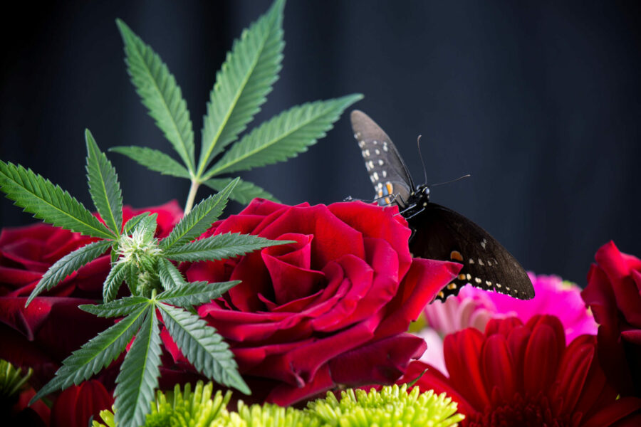 Valentines Day – Falling in Love with Your Dry Bud Trimmer