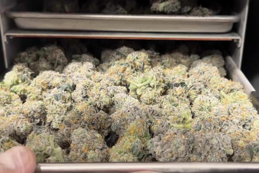 Why Freeze Dried Cannabis Makes Business Sense for Most Cultivators
