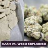 Hash vs Weed