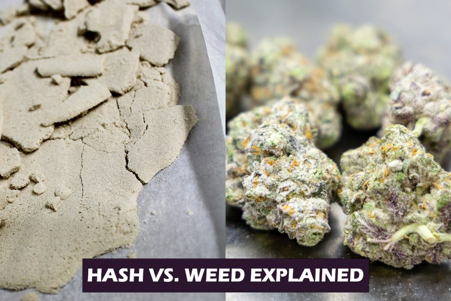 Hash vs Weed – What’s the Big Difference?