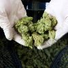 hands holding trimmed cannabis in gloves