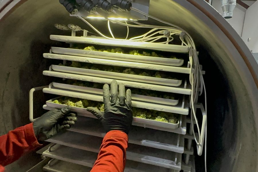 Top 10 Problems With Freeze Drying Cannabis + Solutions